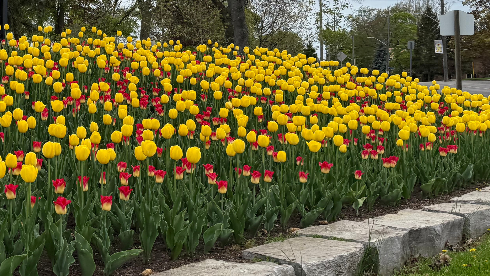 Port Colborne to host tulip bulb giveaway in support of Port Cares